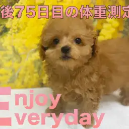 【 トイプードル 】生後75日の体重測定の様子と初めてのワンワン!