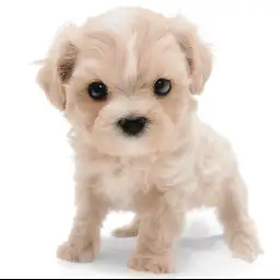 MIX（マルチーズ×トイプードル）