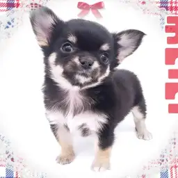 【 チワワ 】愛嬌たっぷり！小さめサイズの甘えん坊さんな男の子！