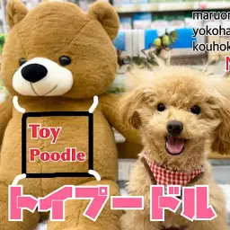 【 トイ・プードル 】生後6ヶ月の4thブログ