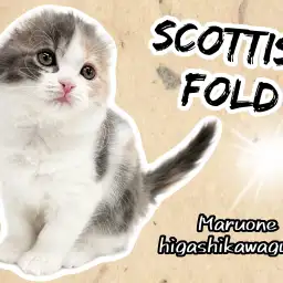 【 スコティッシュフォールド 】垂れ耳が大人気！良血統の激カワにゃんこが登場！