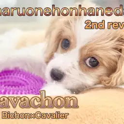 【 キャバション 】パパとママどちらに似てきた？！2回目のワクチン終了！