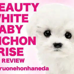 【 ビションフリーゼ 】両親体重4kgから誕生した小さめ要素抜群の女の子が登場！