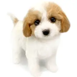 MIX（キャバリアキングチャールズスパニエル×ビションフリーゼ）