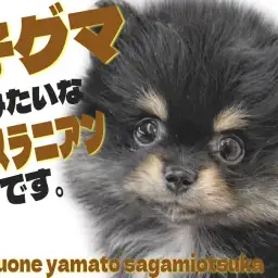 【 ポメラニアン 】可愛らしさがギュッと詰まった!ブラックタンの子グマ系ポメ!