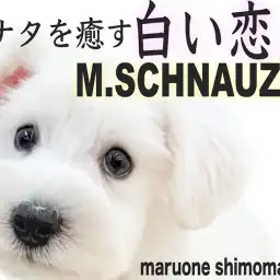 【 ミニチュアシュナウザー 】癒しと愛情をお届け!生後2ヶ月のレアカラー白シュナ