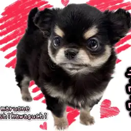 【 チワワ 】超絶爆毛ちーたん！愛らしいベビーフェイスと艶やかな被毛を纏って登場