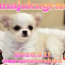 【 イマジュクグラム 】速報！クリーム＆ホワイトのチワワの女の子が聖地に降臨！