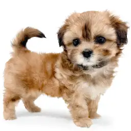 MIX（シーズー×トイプードル）