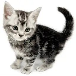 アメリカンショートヘア