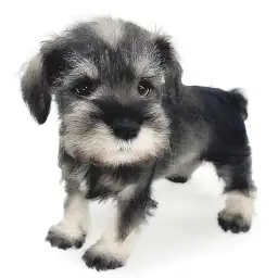 ミニチュア・シュナウザー