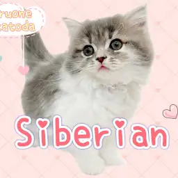 【 サイベリアン 】 今大注目のにゃんこ！セレブ級の風格を持つ圧倒的美猫！