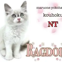 【 ラグドール 】クセになる抱き心地!青い瞳の大猫種ラグドールの女の子