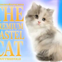 【 スコティッシュフォールド 】美しすぎる長毛パステルキャットが堂々登場！