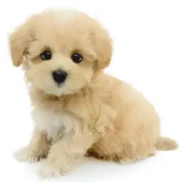 MIX（マルチーズ×トイプードル）