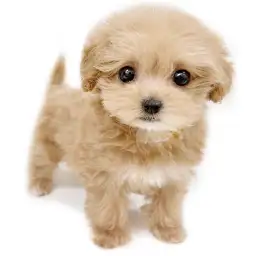 MIX（マルチーズ×トイプードル）