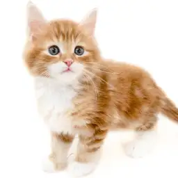 ノルウェージャンフォレストキャット