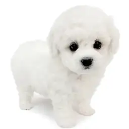 ビションフリーゼ