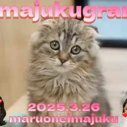 【 イマジュクグラム 】美しきレディに成長中！スコティッシュフォールド最新情報！