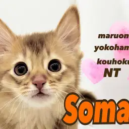 【 ソマリ 】環境馴れ抜群!太陽の様なカラーとスレンダーな美ボディ猫さん