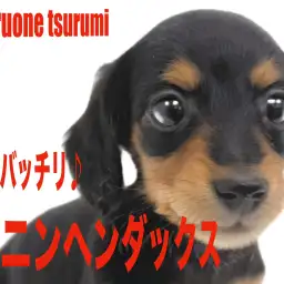 【 カニンヘンダックス 】とてもフレンドリーで遊ぶのが大好きな女の子！！