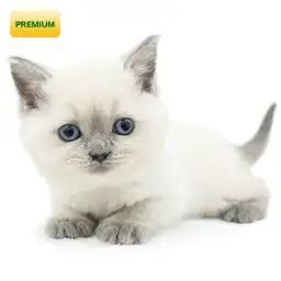 ブリティッシュショートヘア