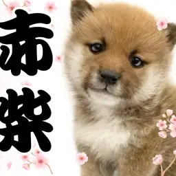 【 柴犬 】たぬき顔赤柴をお探しの方は大注目!丸顔と垂れ目が愛らしい柴が登場!