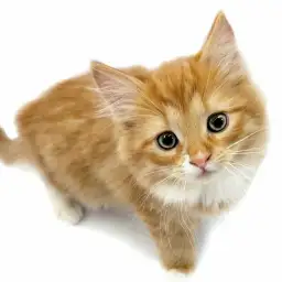 ノルウェージャンフォレストキャット