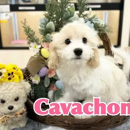 【 キャバション 】生後4ヶ月、キャバションちゃんの2nd成長記録ブログ