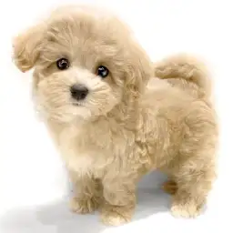 MIX（マルチーズ×トイプードル）