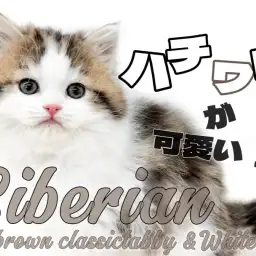 【 サイベリアン 】美しさと可愛さを兼ね備えた適応力抜群のハチワレサイベリアン!