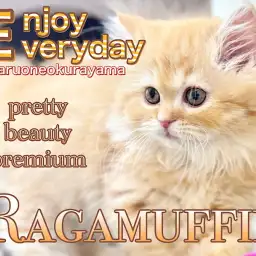 【 ラガマフィン 】お店に来て2週間!超癒し系プレミアムニャン子!