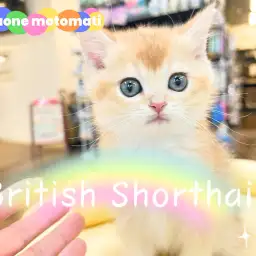 【 ブリティッシュショートヘア 】超レアカラー！金色輝くゴールデンブリちゃん！