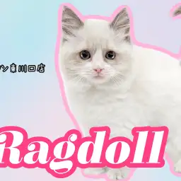 【 ラグドール 】ブルーの瞳が印象的！可愛さと美しさを兼ね備えた超美猫！