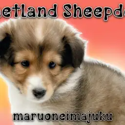 【 シェットランドシープドッグ 】初心者必見！困り顔が愛らしい温厚シェルティ！