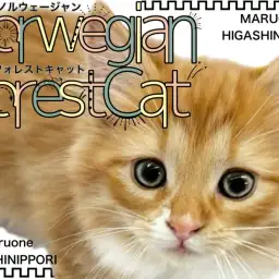 【 ノルウェージャン 】妖精どころじゃない!森の女神のような美猫の女の子が登場!