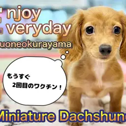【 ミニチュアダックスフント 】明日は2回目のワクチン！フレンドリーな乙女ちゃん！