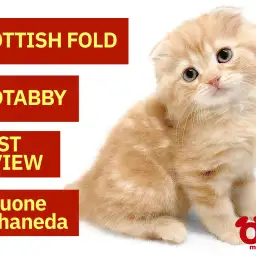 【 スコティッシュフォールド 】父トリプルチャンピオンの鮮やかレッドタビー男子！