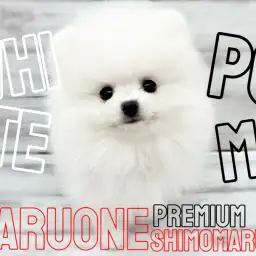 【 ポメラニアン 】都内No.1のアイドル性を持つ白いポメラニアンの成長記録!