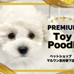 【 トイプードル 】プレミアムの称号を持ったホワイトトイプードルが板橋区に登場!