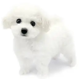 ビションフリーゼ