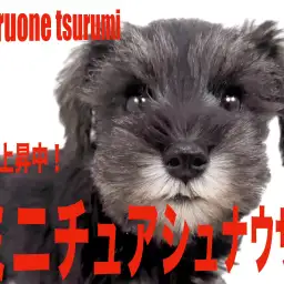 【 ミニチュア・シュナウザー 】パパはJKCのJrチャンピオンの愛らしい女の子！