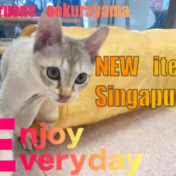 【 シンガプーラ 】NEWアイテム！キャットトンネルで遊ぼう！！