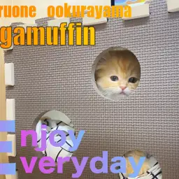 【 ラガマフィン 】出れそうで・・出れにゃい!!でも諦めにゃいラガちゃん!