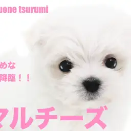 【 マルチーズ 】こぶりな純白の天使がやってきました！