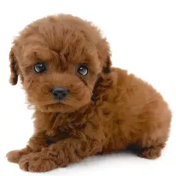 トイ・プードル