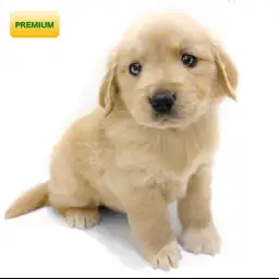 ゴールデンレトリバー