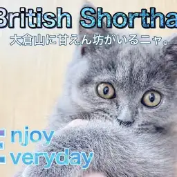 【 ブリティッシュショートヘア 】今日も今日とて甘えん坊な女の子！