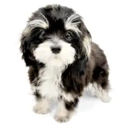 MIX（チワワ×マルチーズ）