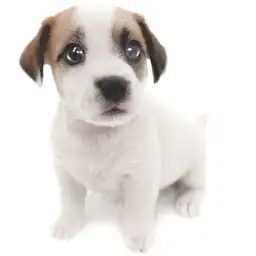 ジャックラッセルテリア